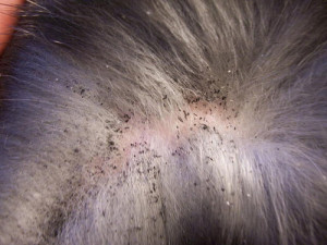Zwarte korreltjes tussen de haren zijn uitwerpselen van vlooien en bewijzen dus dat de hond of kat vlooien heeft.