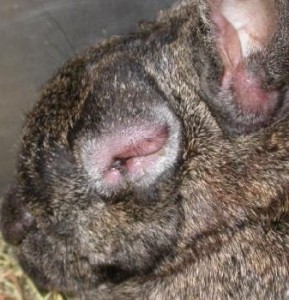 Dikke oogleden is een van de verschijnselen van myxomatose. Het is een 'killer' onder de wilde konijnen. Gelukkig kunnen we onze huiskonijnen goed beschermen met een vaccinatie.